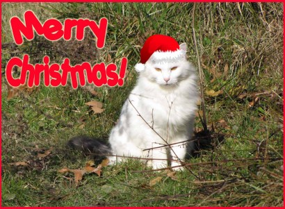 Merry Christmas from the cat, Spot.
