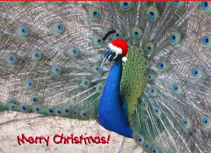 Merry Christmas Peacock!