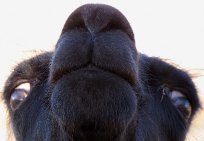 Nosy Llama