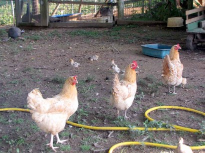3 Buff Orpington chicken hens.