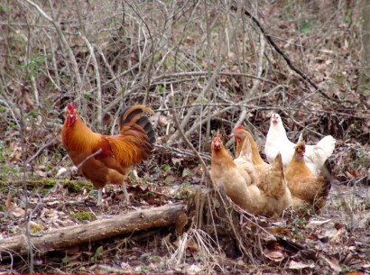 Red rooster and chicken hens in the woods.
