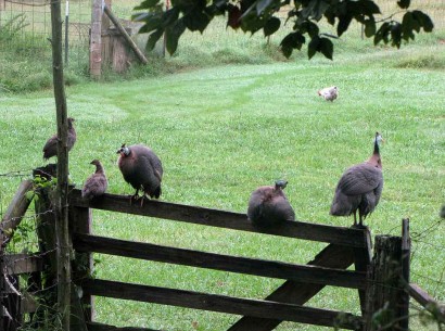 Guinea fowl sitting on a gate.