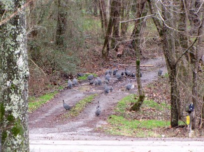 Guinea fowl