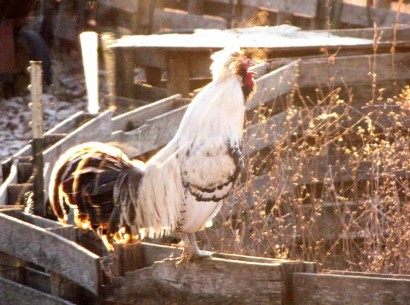 Polish Silver Laced Rooster Crowing
