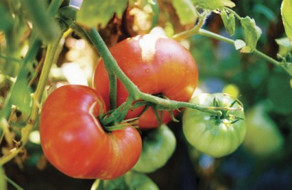 Brandywine Tomato from Landreth Seed Co. Brandywine Tomato from Landreth Seed Co.