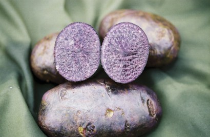 Potato Purple Majesty from Landreth Seed Co. Potato Purple Majesty from Landreth Seed Co.