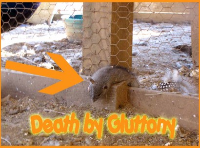 One Rat, dead from the the Deadly Sin of Gluttony.