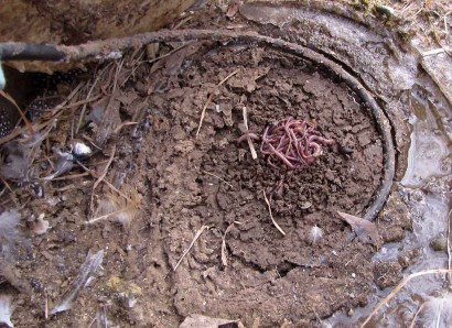 Earthworms that were hiding under heated water bowl.