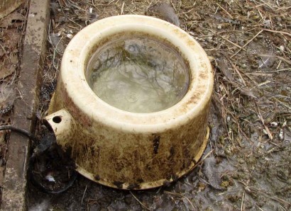 Heated water bowl with clean water.