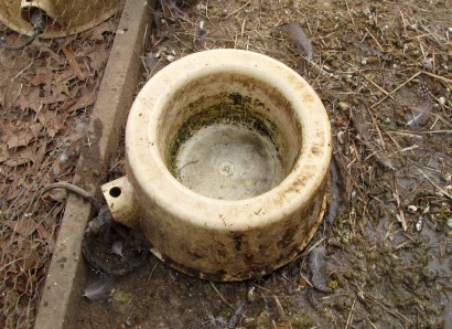 Heated water bowl in roosters pen.