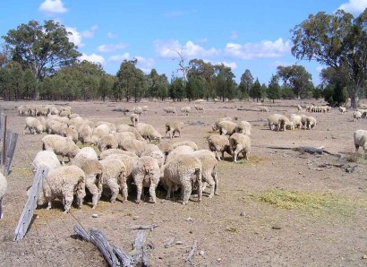 Dohne Sheep