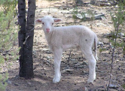 Dohne Lamb from Australia