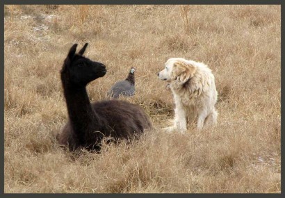 Llama, Guinea and Maremma Sheepdog