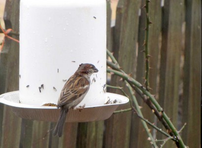 House Sparrow (Passer domesticus) eating sunflower seeds.