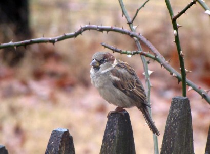 House Sparrow (Passer domesticus), also called English Sparrow, on fence post.