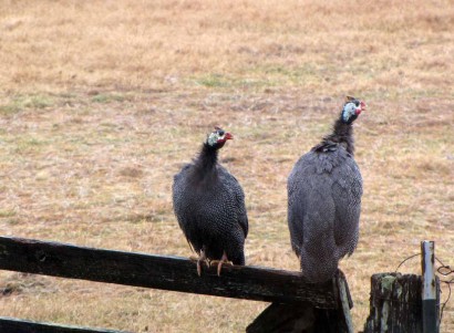 Guinea fowl sitting on a gate in the rain.