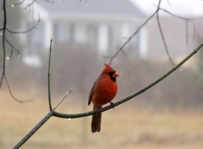 Cardinal on a branch.