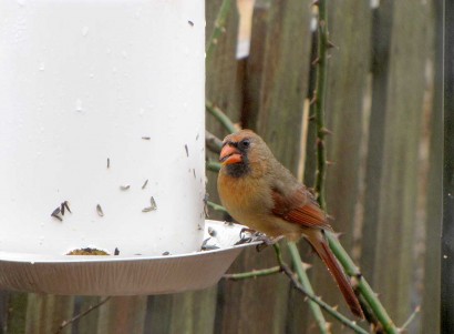 Female cardinal at bird feeder.