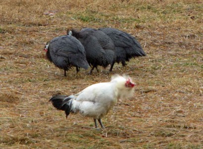 White rooster and guinea fowl in the rain.