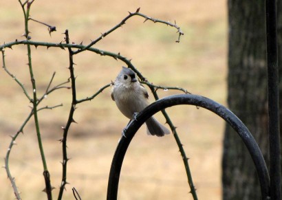 Tufted Titmouse bird (Parus bicolor) in the rain.