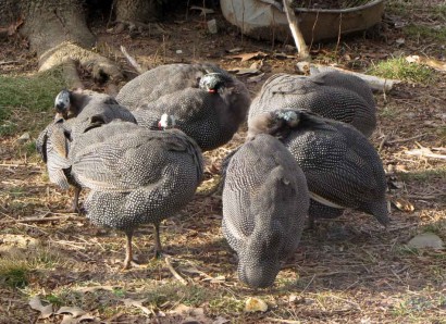Guinea birds in a huddle.