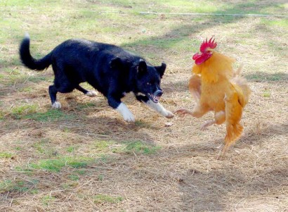 Dog and rooster fighting.