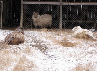 Three Shetland ewe sheep.