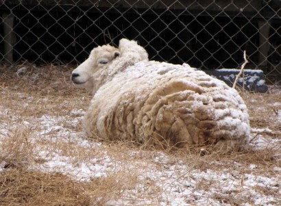 Snow on white Shetland sheep ewe.