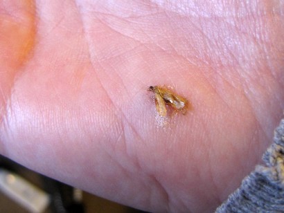 Smashed pantry moth (Plodia interpunctella) Smashed Indain Meal Moth