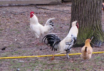 White rooster and Polish silver laced rooster