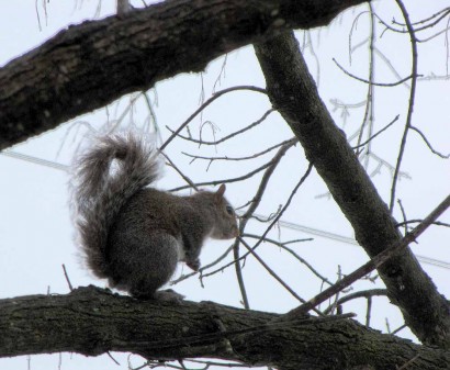 Squirrel in tree.