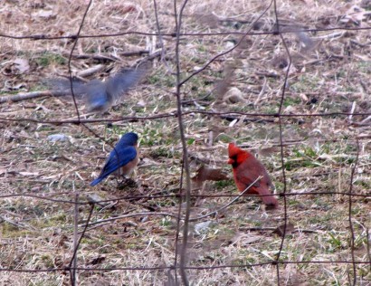 Pair of bluebirds with cardinal.