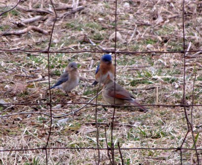 Eastern Bluebirds (Sialia sialis) and female Northern Cardinal (Cardinalis cardinalis)