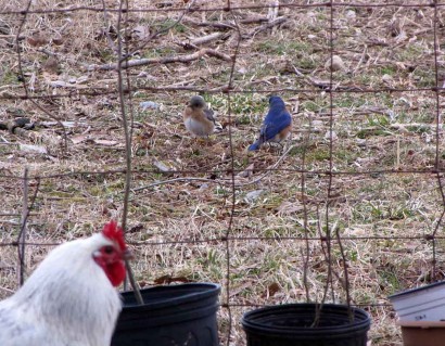 Rooster and bluebirds.