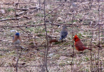 Pair of bluebirds and male cardinal.