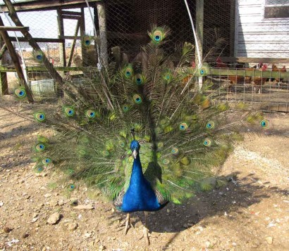Peacock strutting.