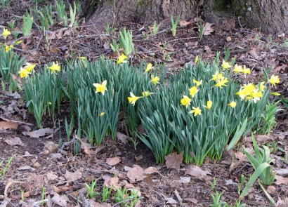 daffodils