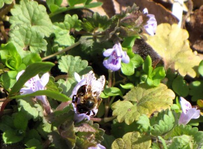 Honeybee Honeybee on flower