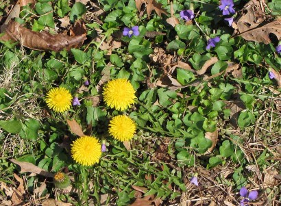 Dandelions (Taraxacum officinale) and violets (Viola papilionacea) Violets and dandelions.