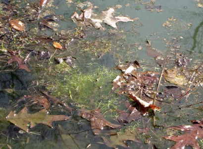 Green plants in pond. Pond in spring.
