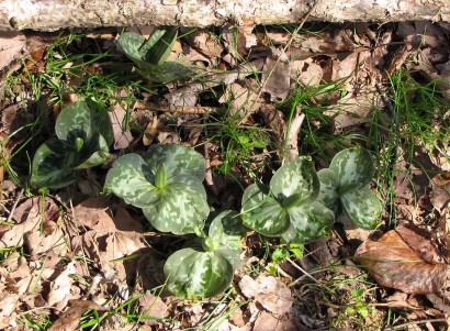 Trillium emerging from the ground. Trillium recurvatum