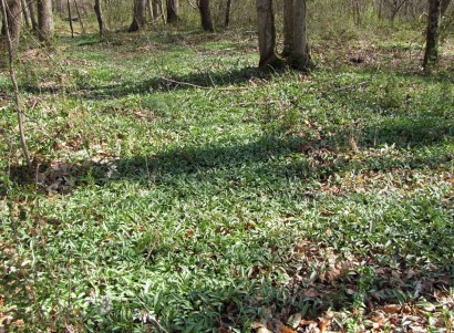Trout lily bed Bed of Trout Lily (Erythronium americanum) in the woods.