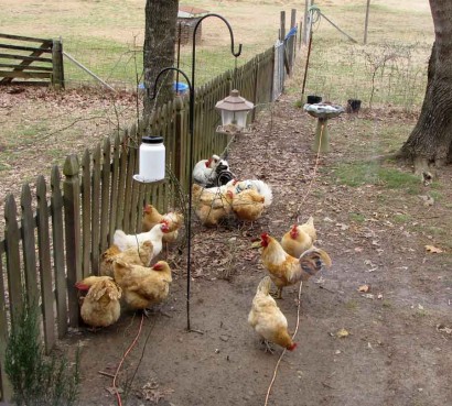 Roosters and hens under bird feeder.