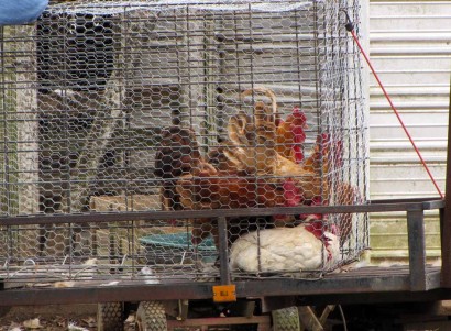 Red roosters and white roosters ready to leave in a cage.