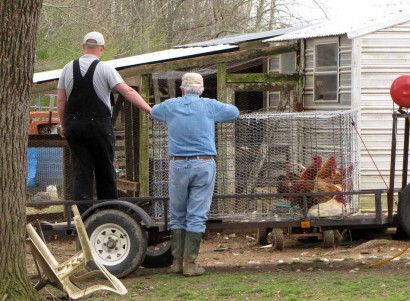 Two farmers looking over a bunch of roosters.