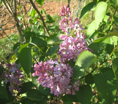 Syringa blooms