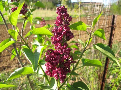 Syringa - red blooms
