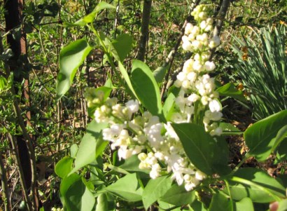 Syringa, white blooms