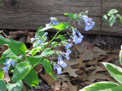 Virginia Bluebells Virginia Bluebells - Mertensia virginica