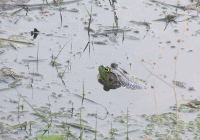 Bullfrog in pond
